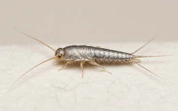 Silverfish control Newcastle