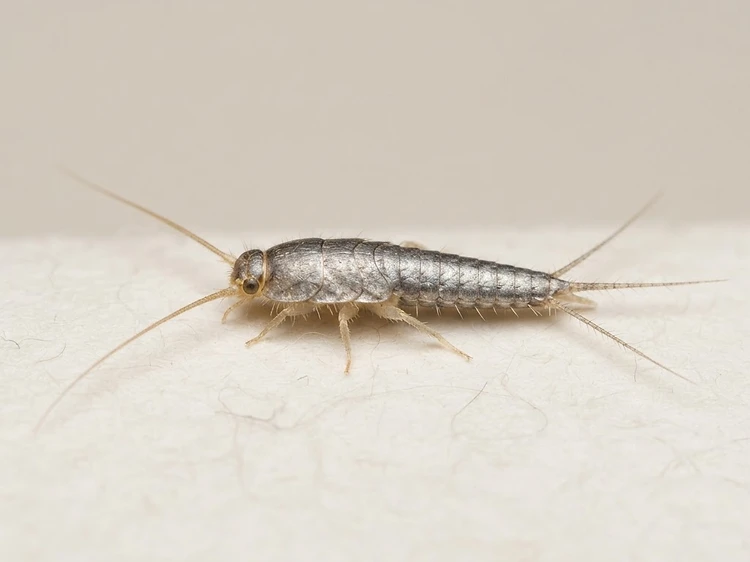 Silverfish identification — Silverfish Control Newcastle