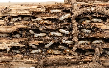 Termites control Newcastle