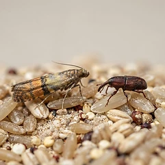 Stored Product Pests