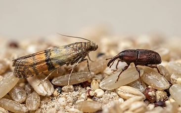 Stored Product Pests control Newcastle