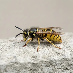 Wasps
