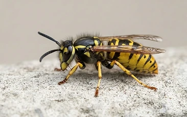 Wasps control Newcastle