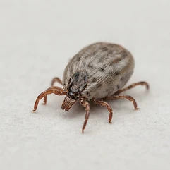 Ticks