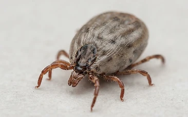 Ticks control Newcastle