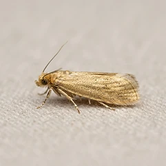 Clothes Moths