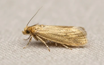 Clothes Moths control Newcastle