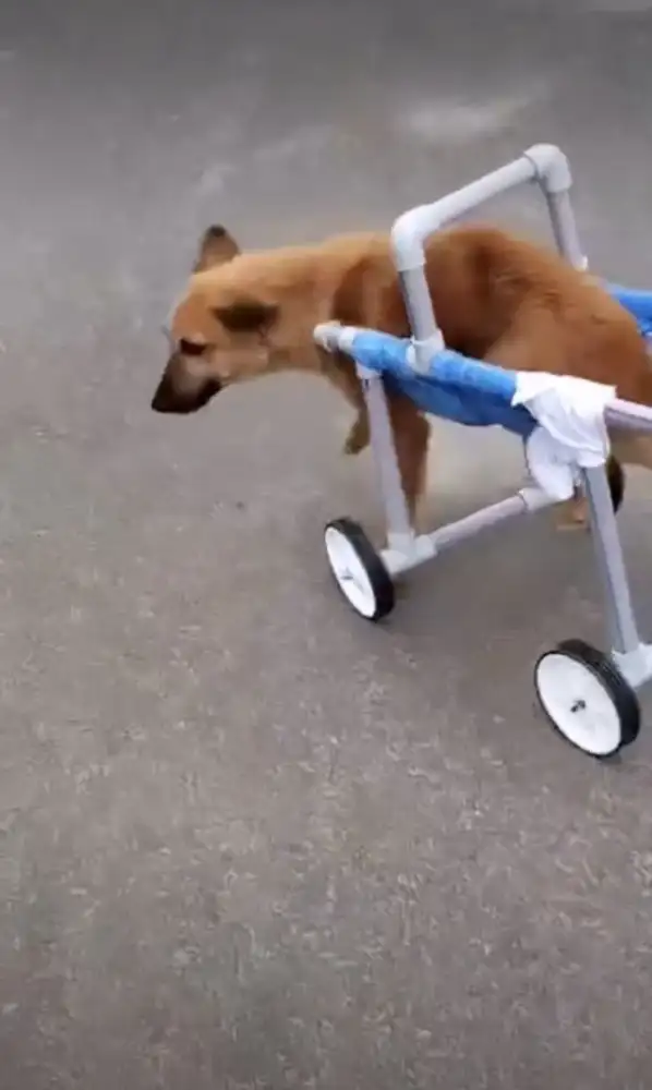 A tan street dog walking on a road in a homemade wheelchair built from PVC pipe, two small wheels and blue padded fabric supporting its back legs
