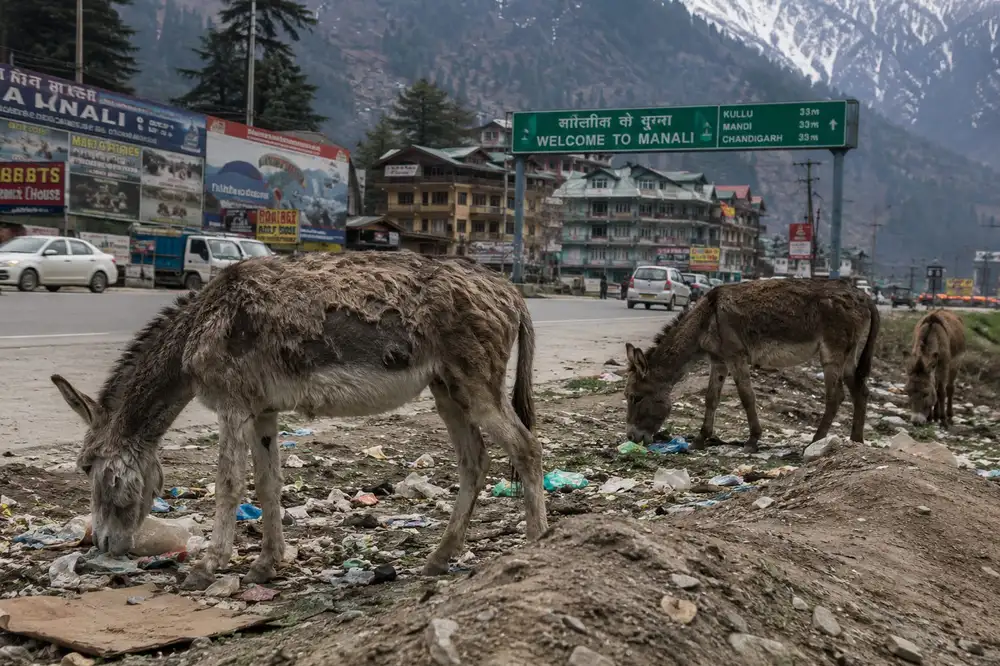 Three donkeys grazing on a rubbish-strewn verge beside the highway at the entrance to Manali, with hotels and a road sign behind them