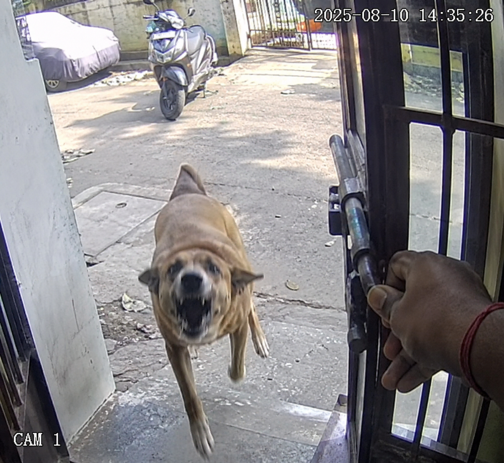 CCTV still: a street dog lunges toward an open gate as a hand lifts the latch