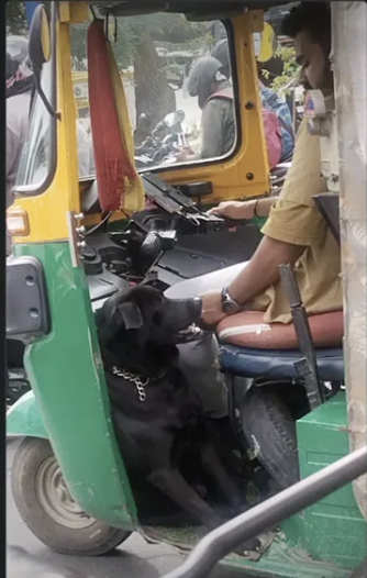 A black dog rides in the footwell of an auto-rickshaw, going wherever the fares go