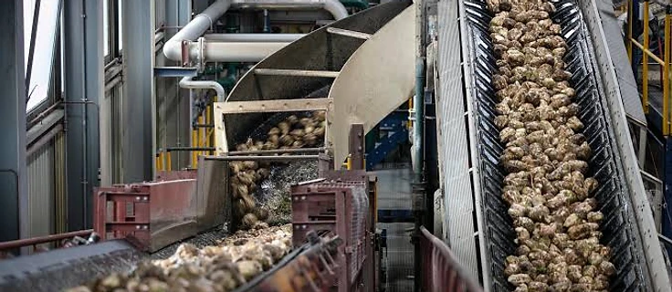 Sugar Beet Intake & Processing