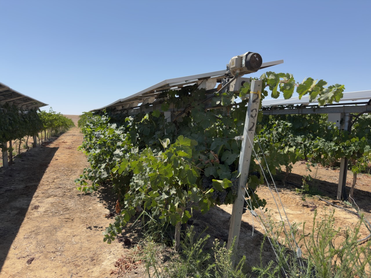 SolarWine agrivoltaic canopy over vineyard rows