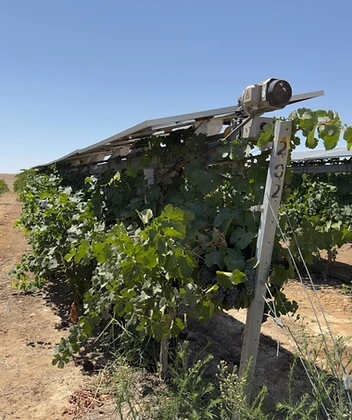 Solar panels over vineyard rows at a SolarWine site