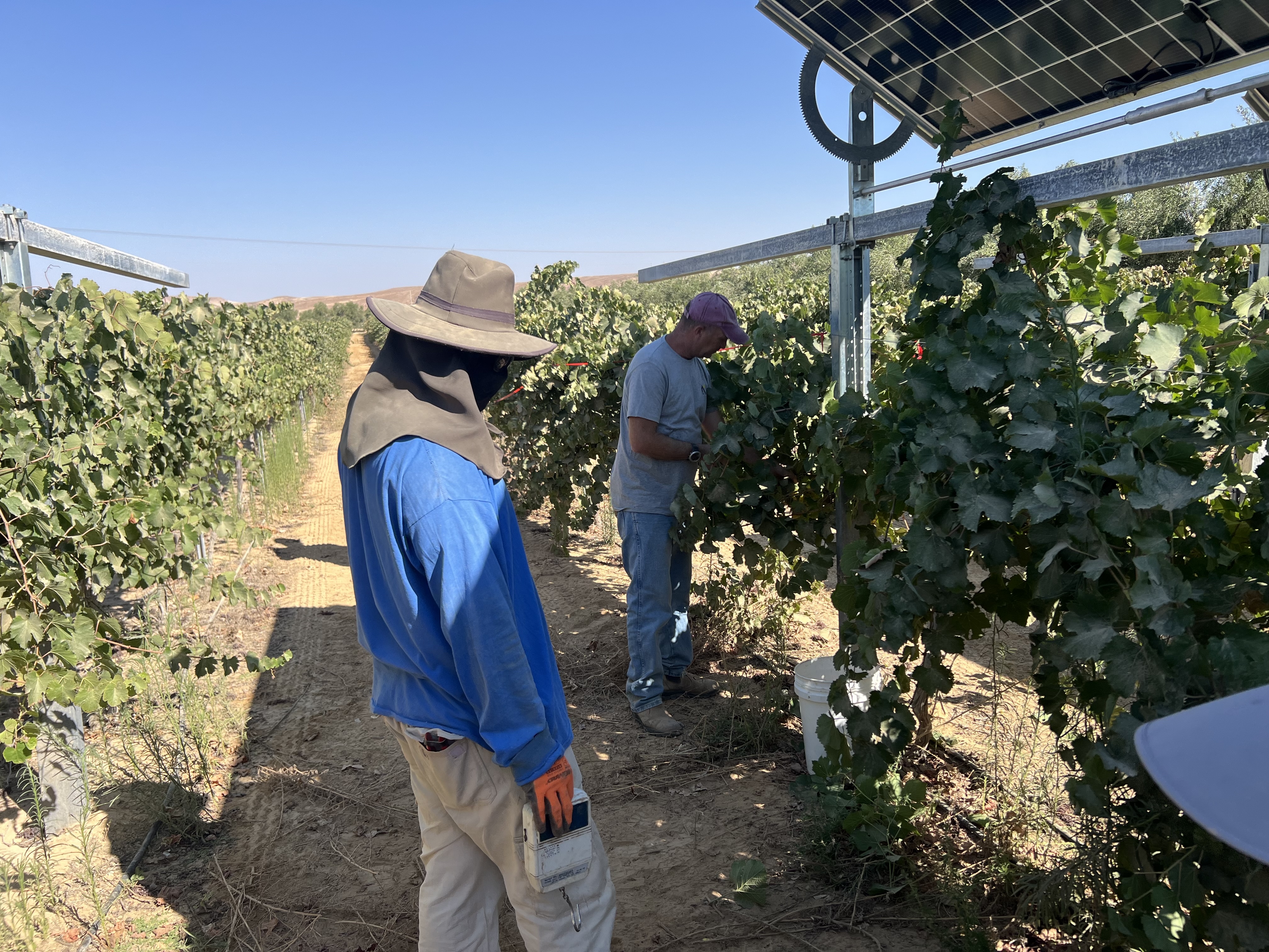 SolarWine commercial deployment
