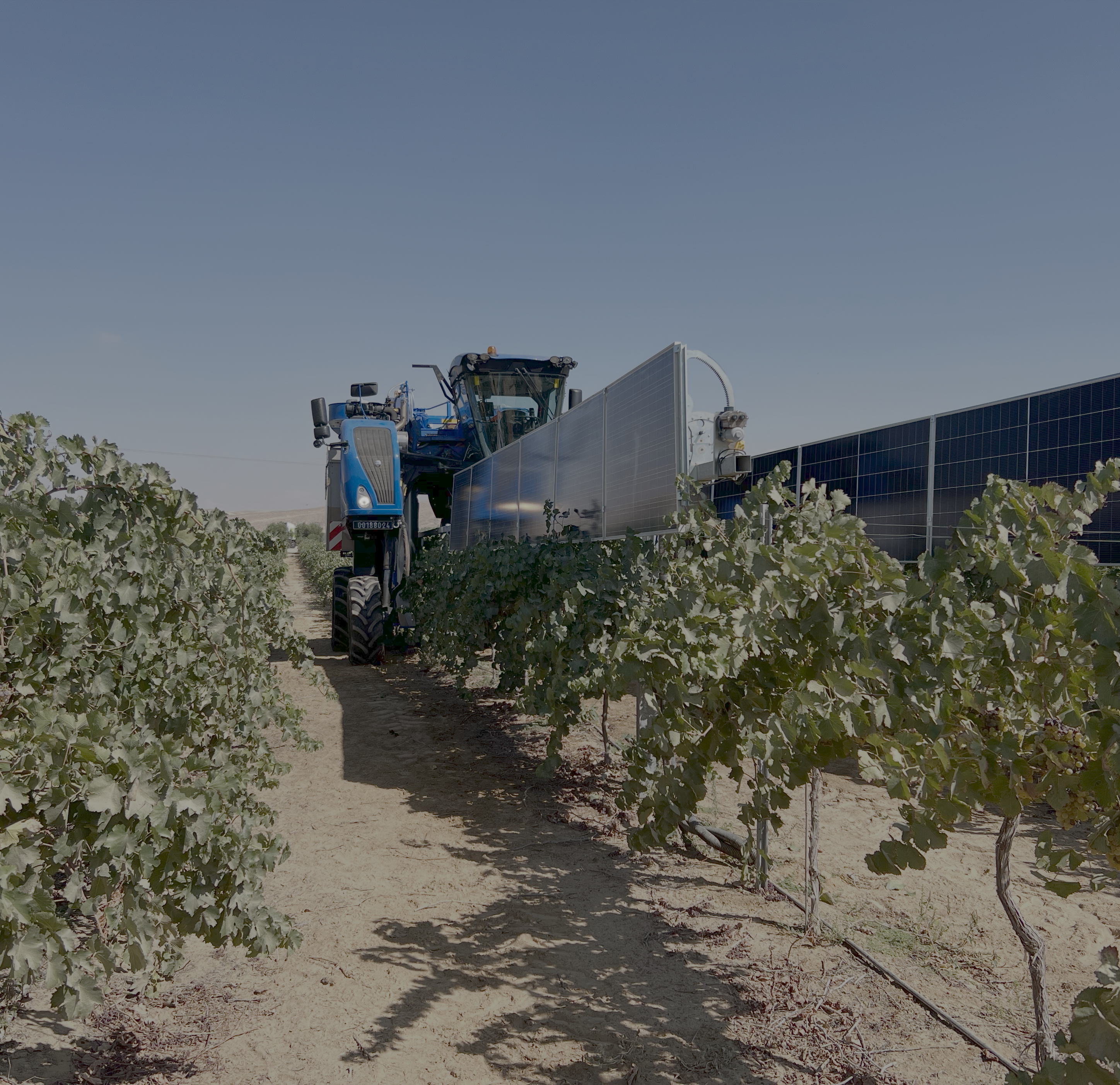 Vineyard harvester operating alongside agrivoltaic solar panels