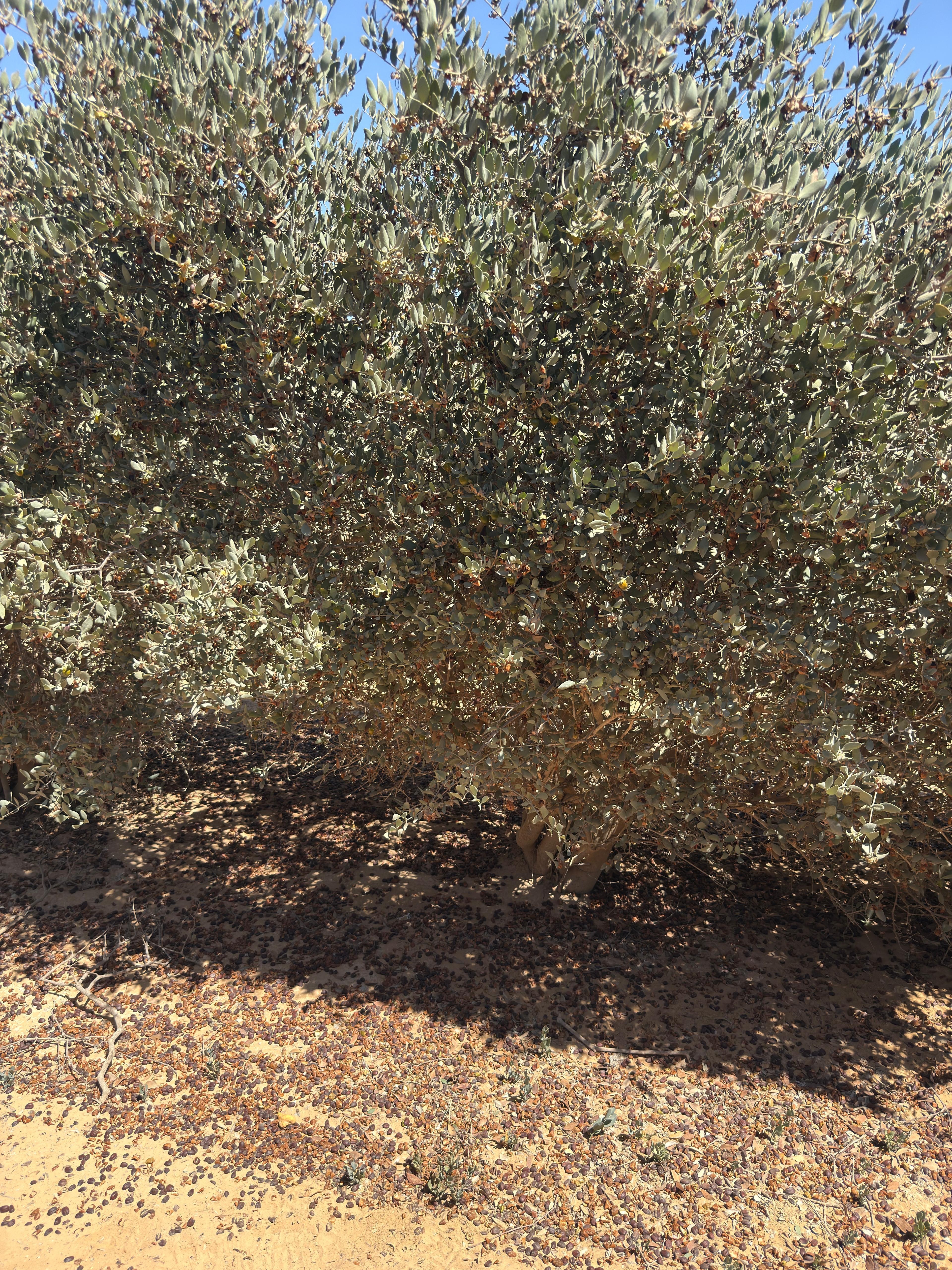 Other Crops