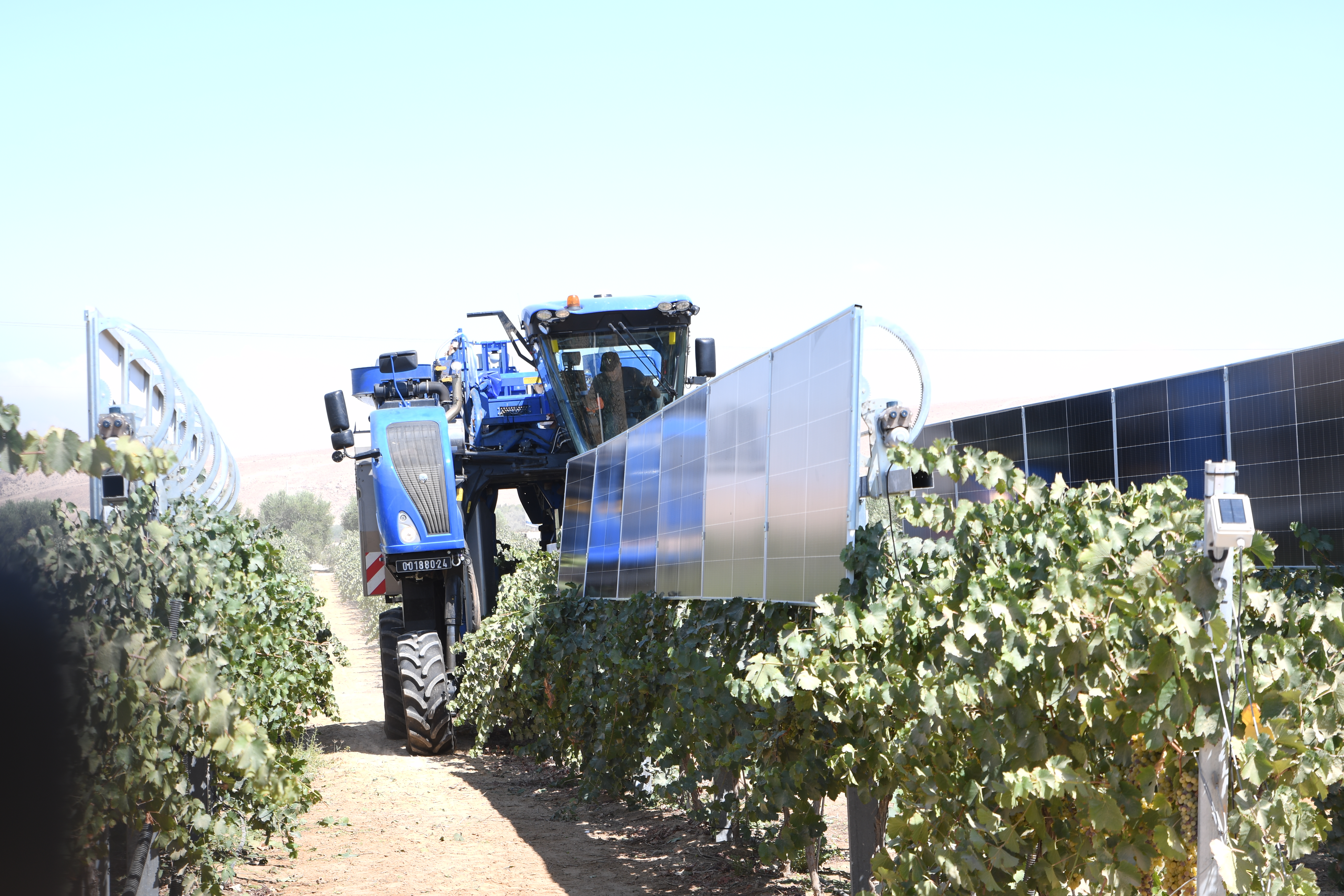 Vineyard pilot 4