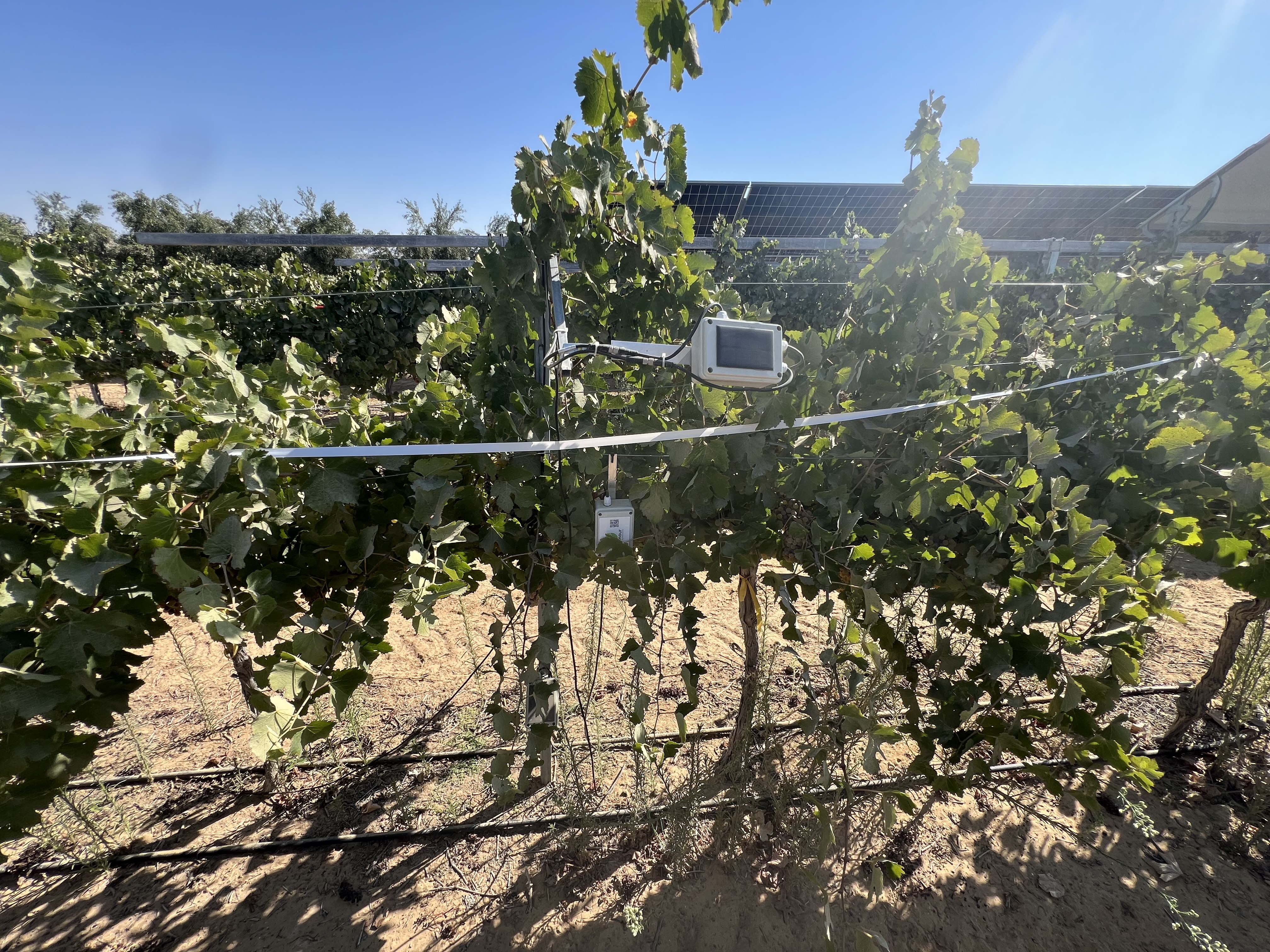 SolarWine technology platform