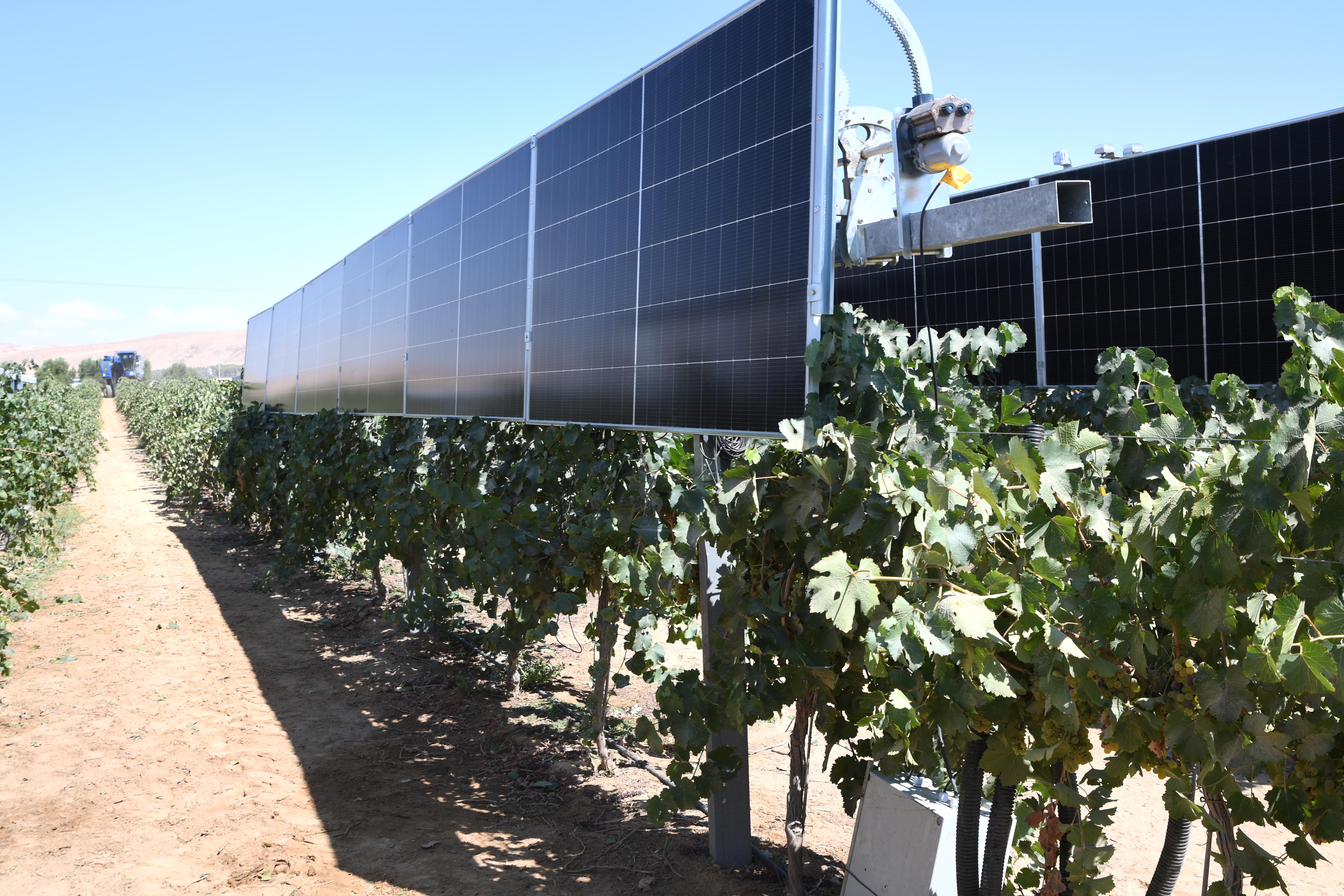 Vineyard pilot 3