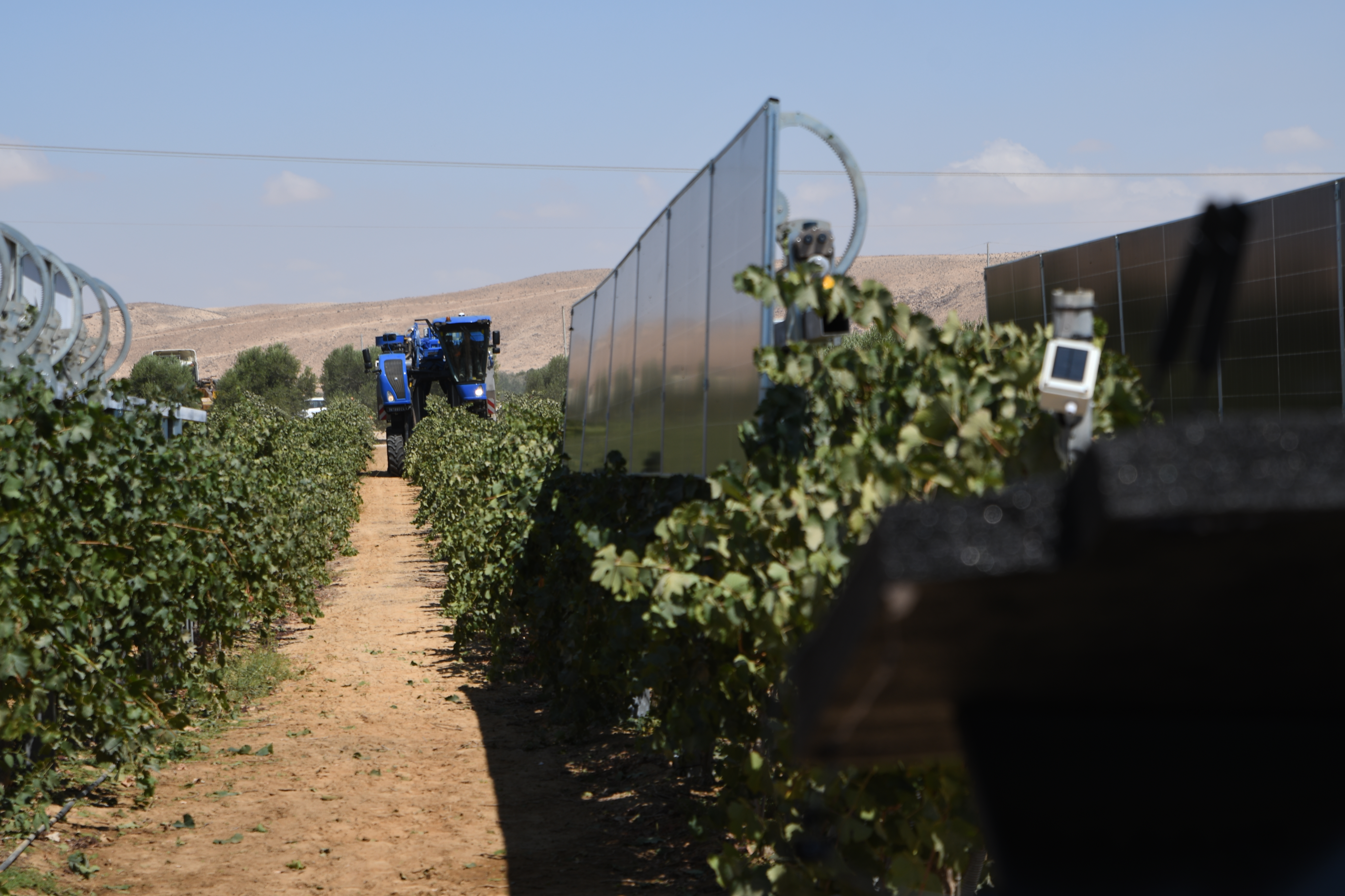 Vineyard pilot 5