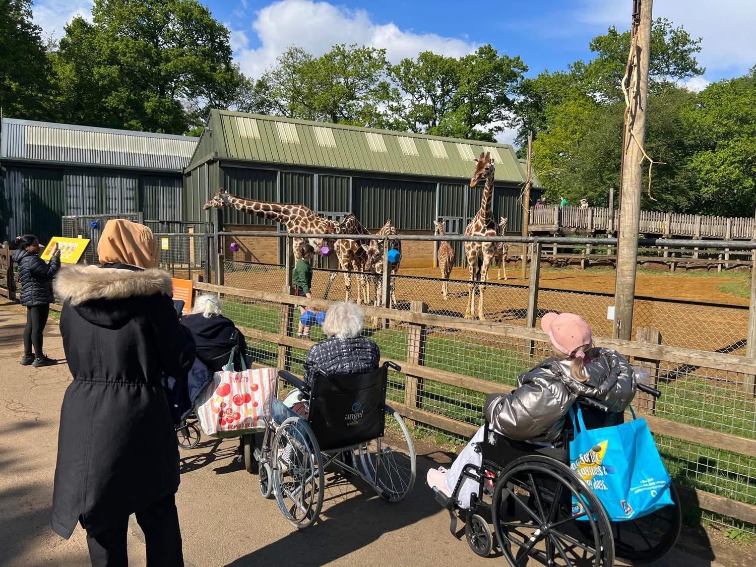 Travellers watching the giraffes at the zoo