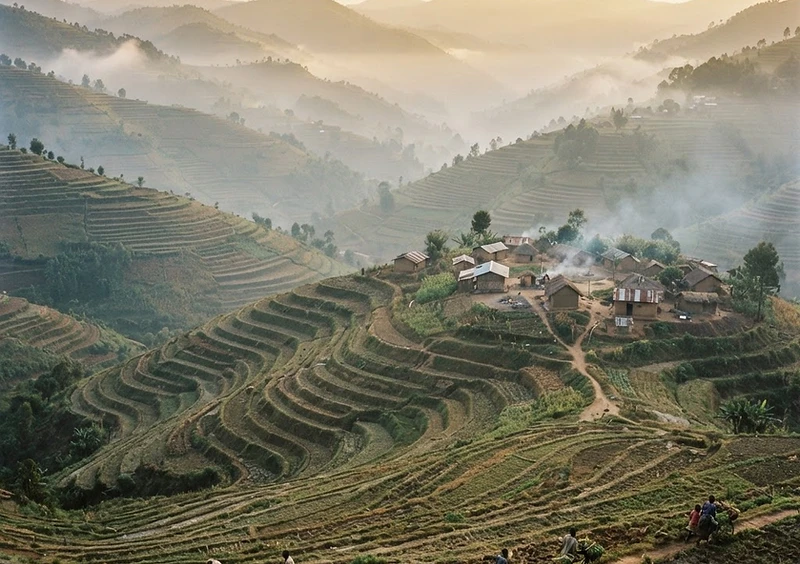 Rwanda's thousand hills of terraced farmland at dawn