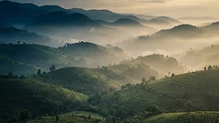 Rolling green Rwandan hills in morning mist