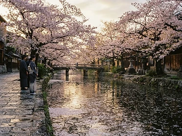 Cherry blossom petals over a Kyoto river at dawn