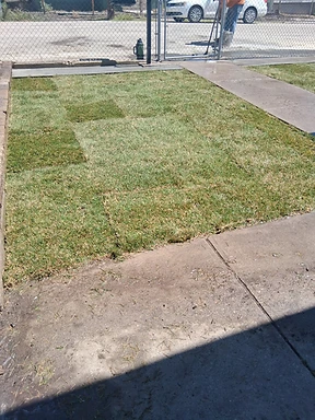 Completed sod lawn framed by concrete walkway after installation