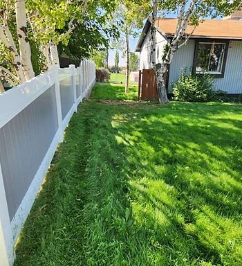Overgrown side yard before trimming