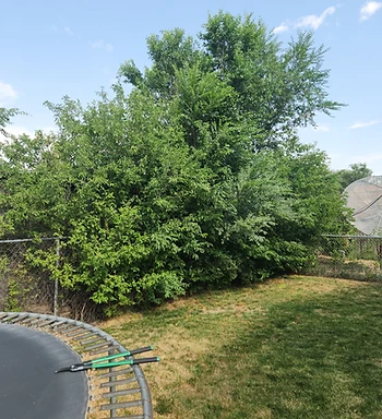 Overgrown bush and tree obscuring the chain-link fence before trimming