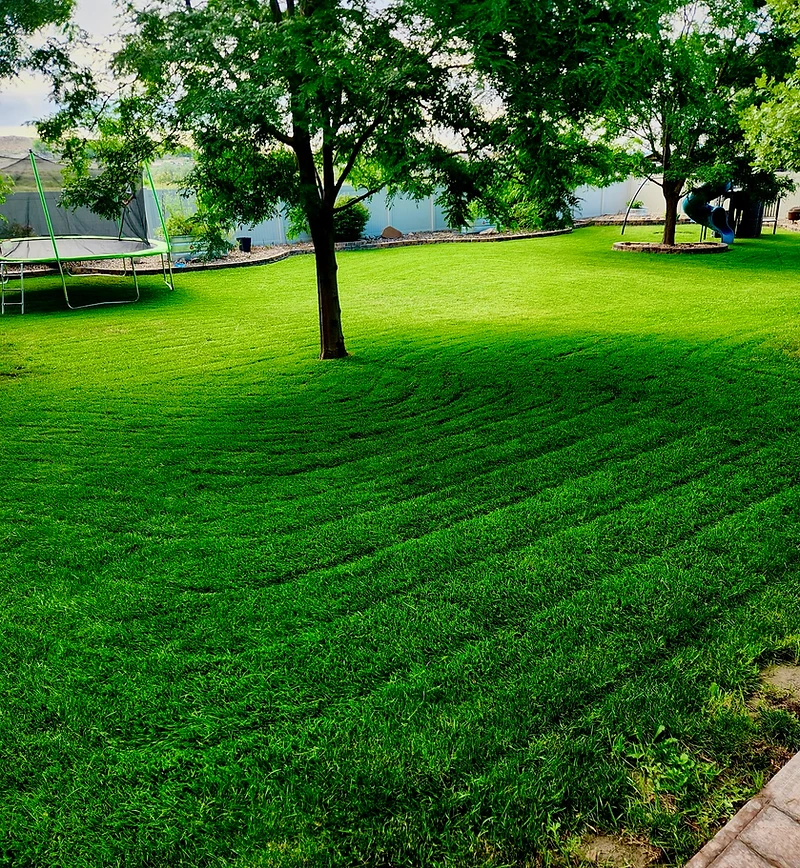 A manicured residential backyard lawn