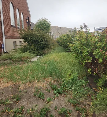 Overgrown bushes along brick building before
