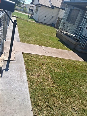 Freshly laid green sod meeting the concrete sidewalk after installation