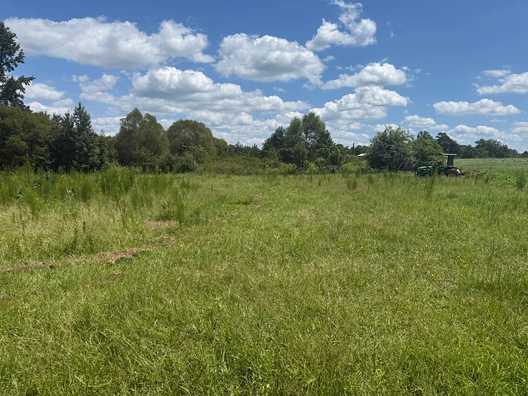Before brush cutting: overgrown field of tall grass and weeds at Kreitlow Farms