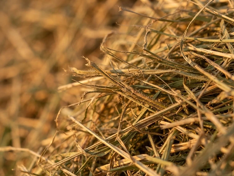 Extreme close-up macro of cured Coastal Bermuda hay fibers showing green-gold hues and dry texture