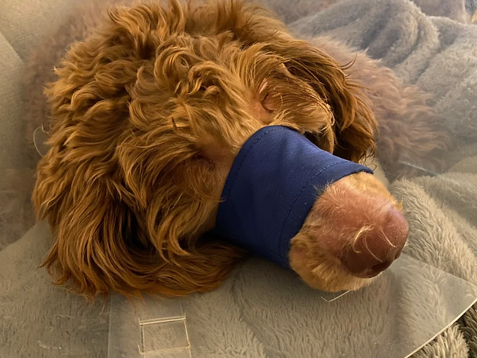 Baxter resting on a grey blanket while recovering from jaw surgery, wearing a cone and a blue muzzle wrap