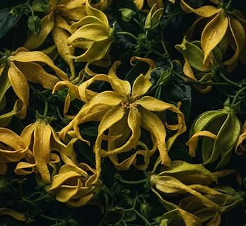Ylang Ylang