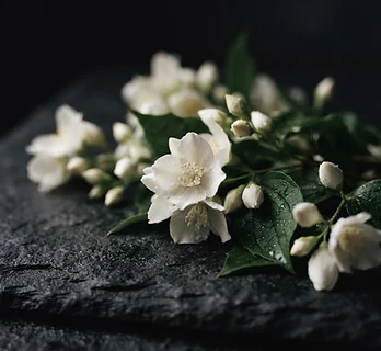 Jasmine