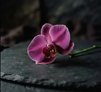 Orchid