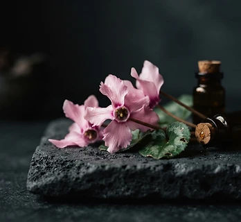 Cyclamen