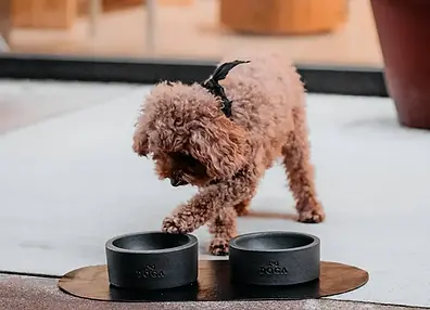 Dog eating