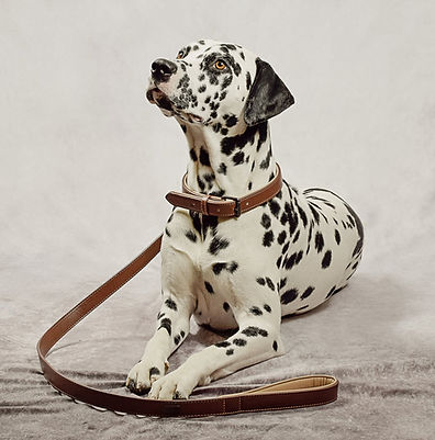 Dog collar pattern
