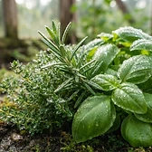 Fresh garden herbs