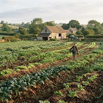 Local Cotswolds farm field with rows of vegetables