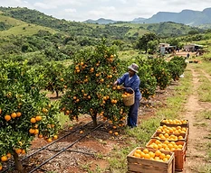 Limpopo Small-Scale Citrus Farm