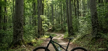 Tour e noleggio E-Bike in Foresta Umbra