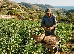 Produttore Olio Extravergine D'Oliva (Agricola Antuono)