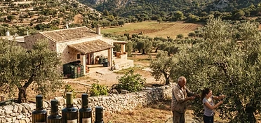 Pianta Viva Azienda Agricola di Triggiani Francesco